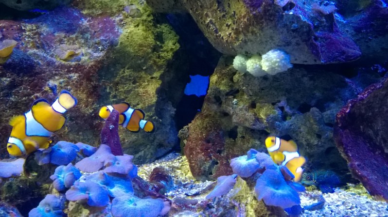 WP_20150823_11_54_48_Pro