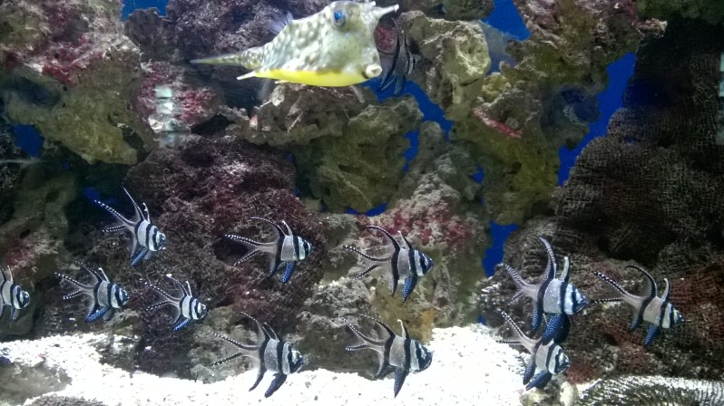 WP_20150823_12_07_28_Pro